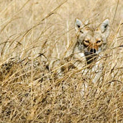 Coyote Calls